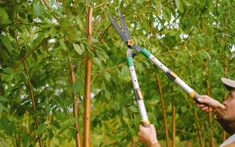 Tree trimming in Gaston, OR